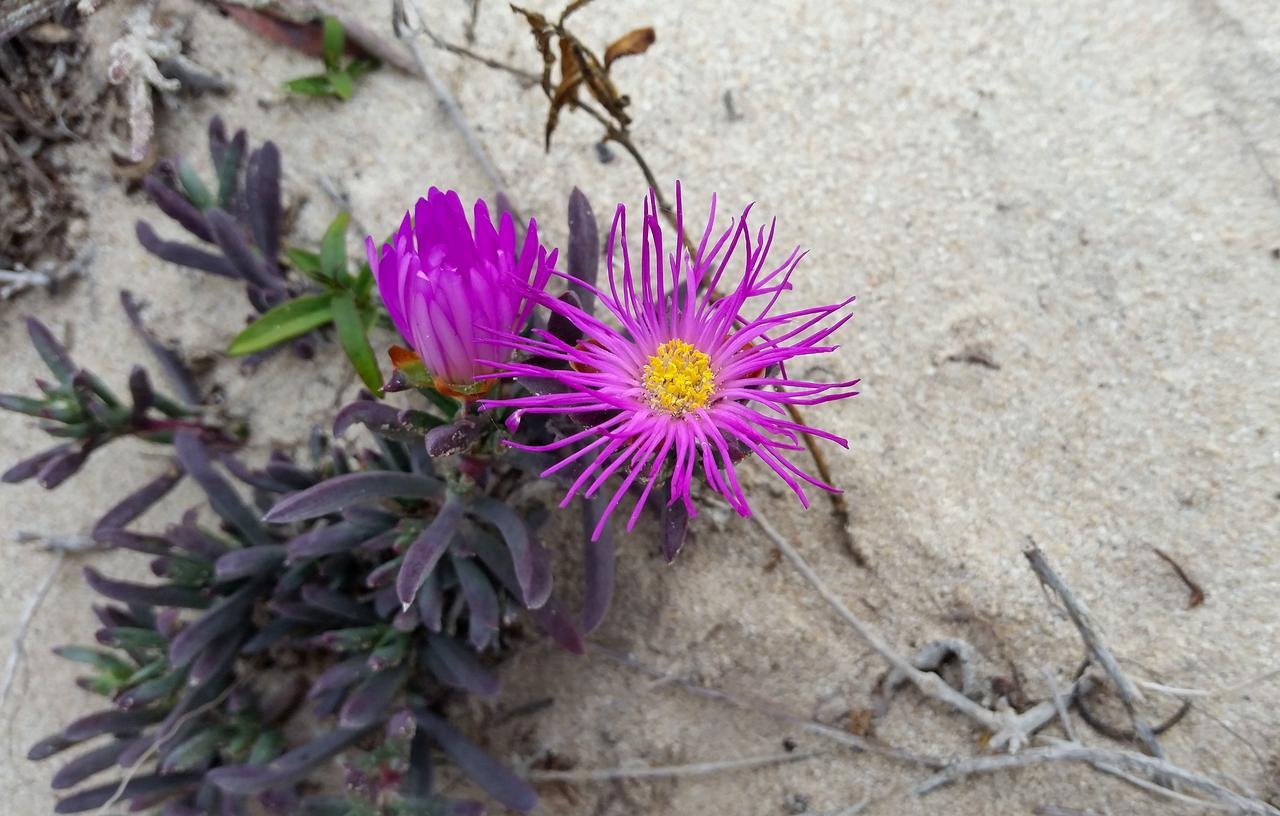 Morukuru Beach Lodge De Hoop Nature Reserve Екстер'єр фото