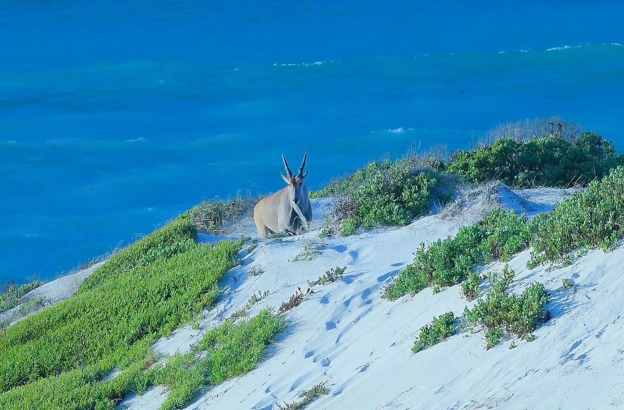 Morukuru Beach Lodge De Hoop Nature Reserve Екстер'єр фото