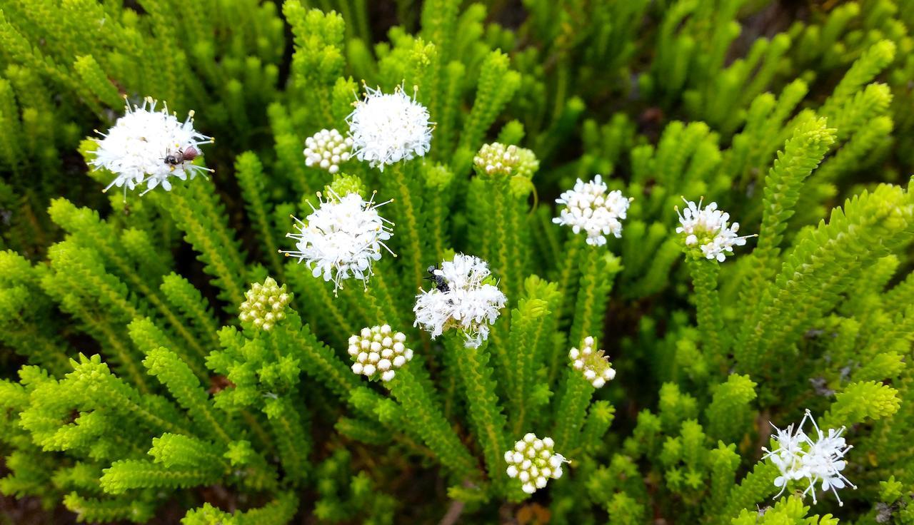 Morukuru Beach Lodge De Hoop Nature Reserve Екстер'єр фото