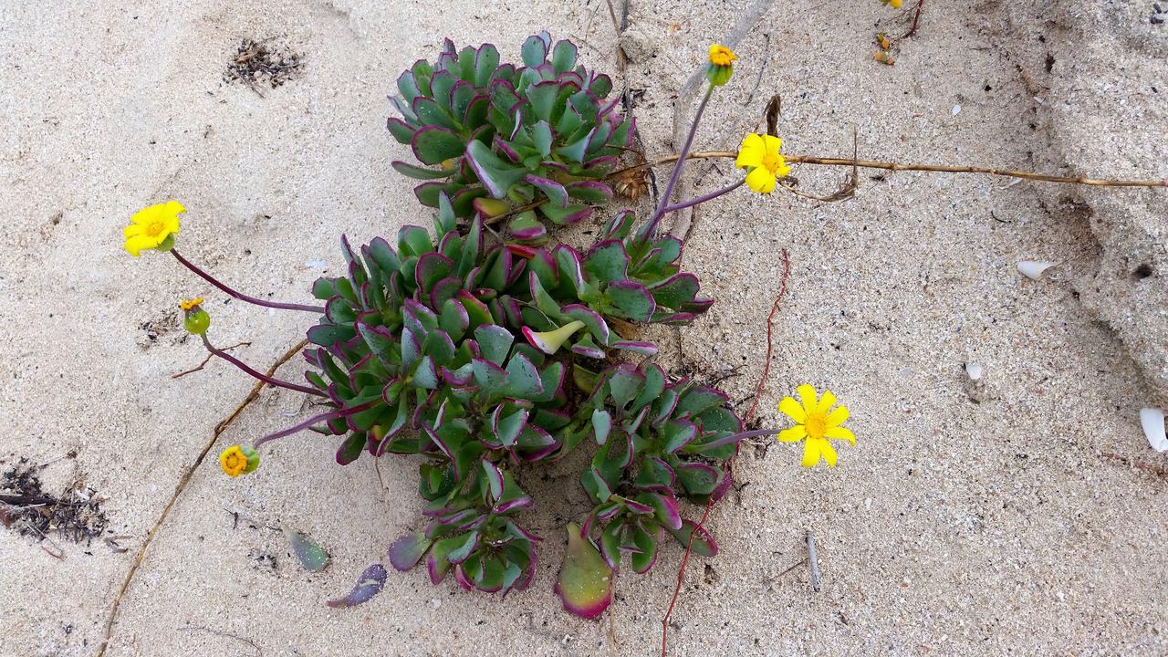 Morukuru Beach Lodge De Hoop Nature Reserve Екстер'єр фото